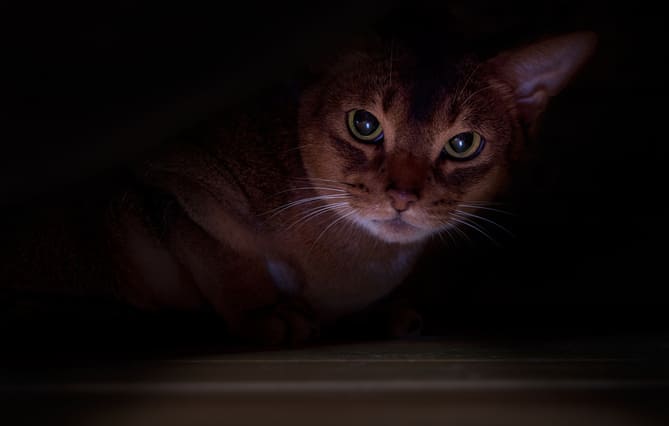 L’association de protection animale Stéphane Lamart dépose plainte pour acte de cruauté envers un chat